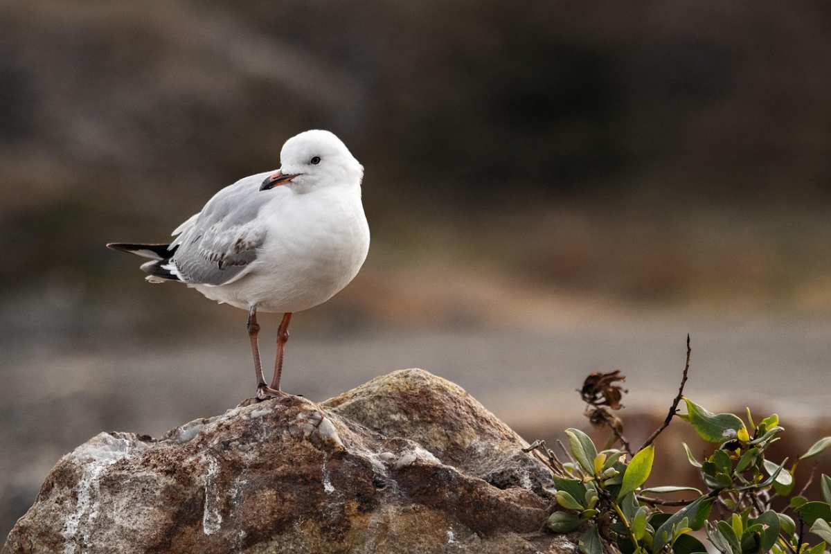 seagull-bird-perched-animal seagull-bird-perched-animal