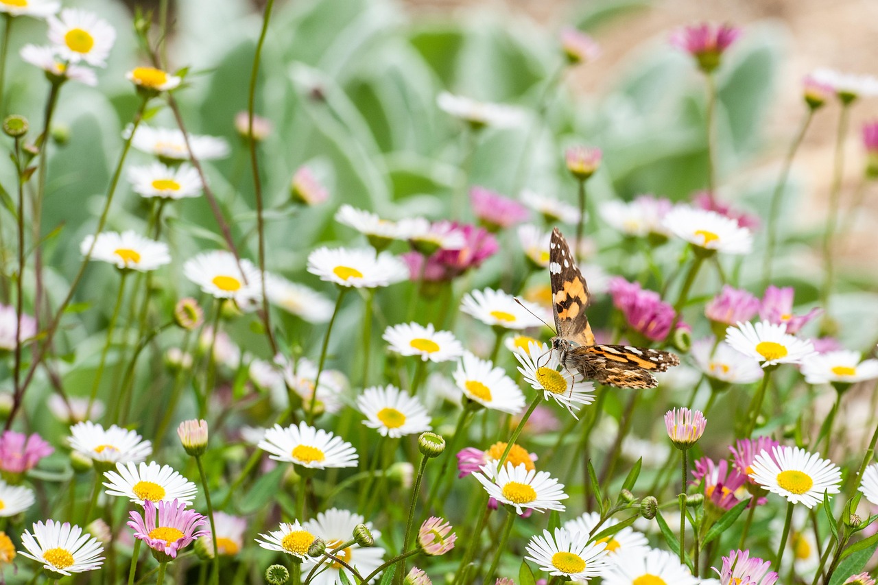seaside-daisy-daisies-erigeron seaside-daisy-daisies-erigeron