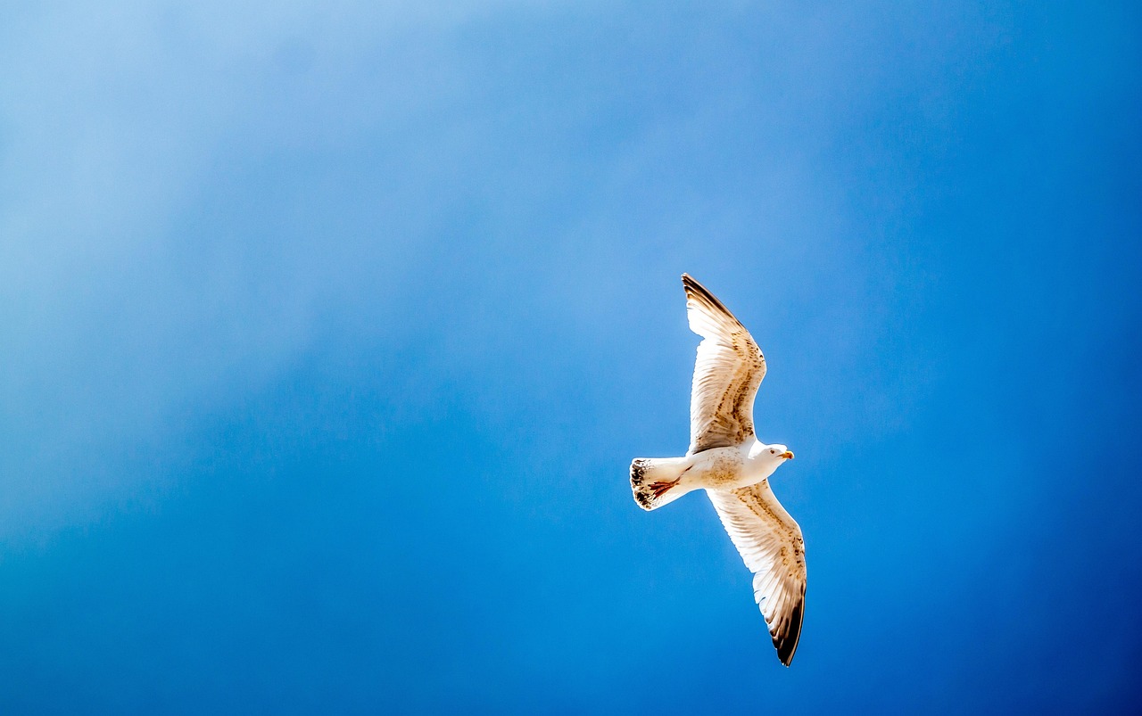sky-bird-gull-seagull sky-bird-gull-seagull
