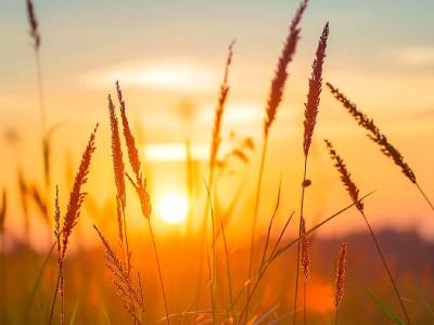 sunset in grass