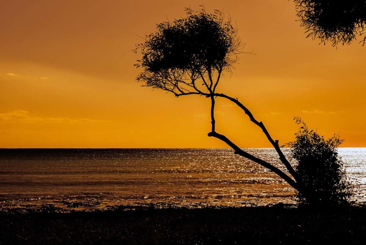 tree-sea-sunset-beach(1) tree-sea-sunset-beach