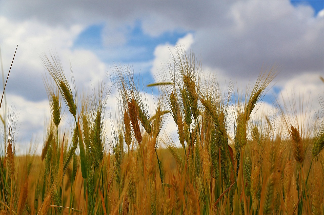 virgos-grain-herb virgos-grain-herb