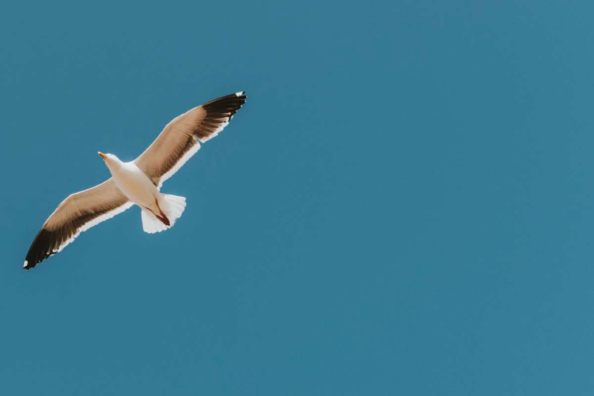Flying seagull in a blue sky