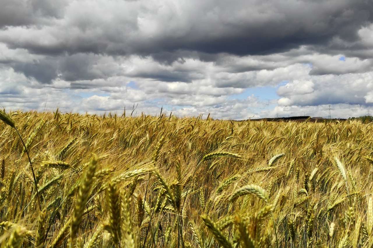 Panoramic shot of ripe grain spikelets with cloudy sky in the background
