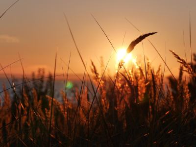 Silhouette of plants growing on field at sunset